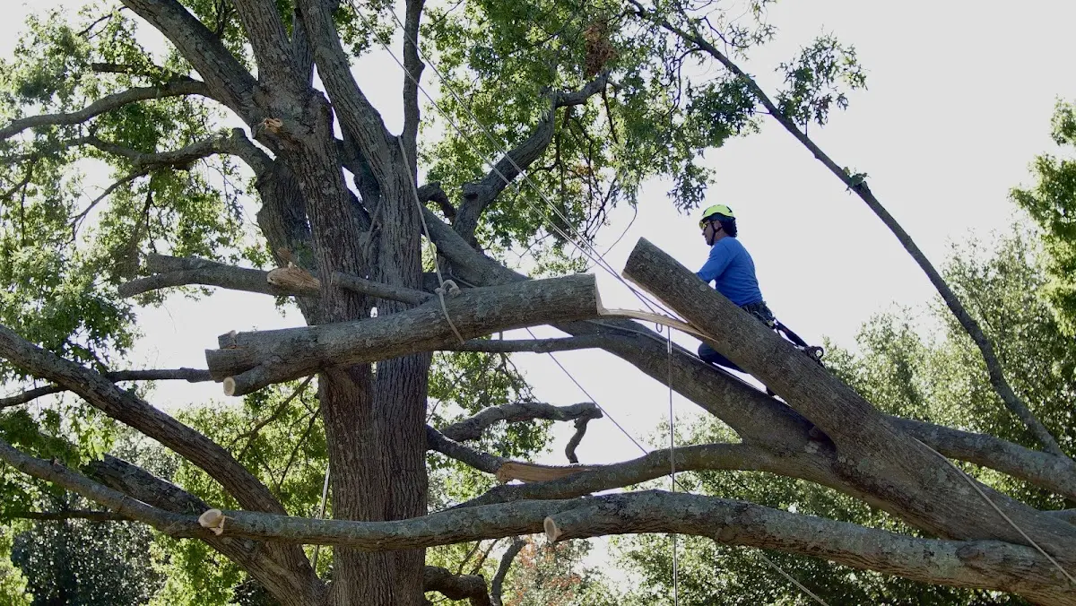 Professional Hazardous Tree Removal performed by certified arborists in Yorktown