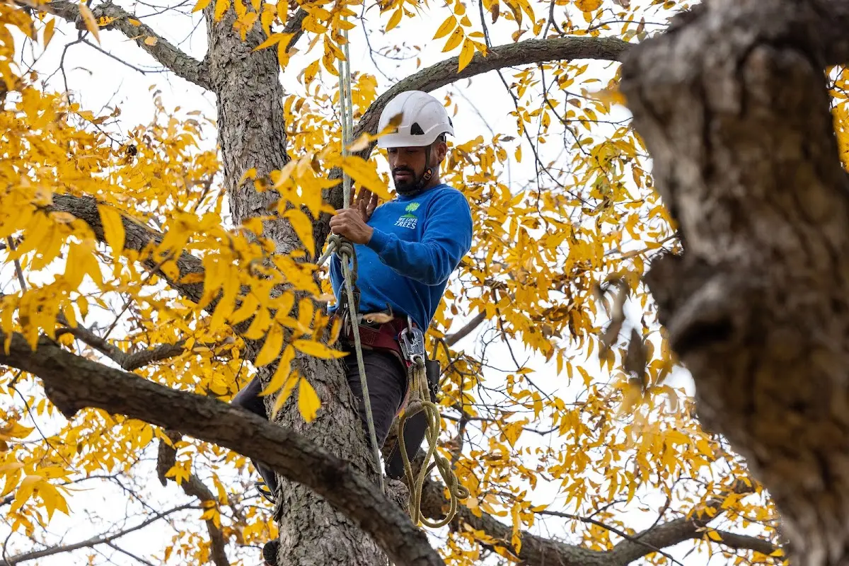 Skilled Tree Planing crew working in Yorktown